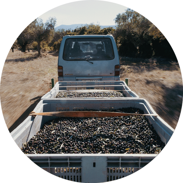 olive truck